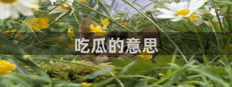 吃了坏瓜怎么办:吃瓜的意思